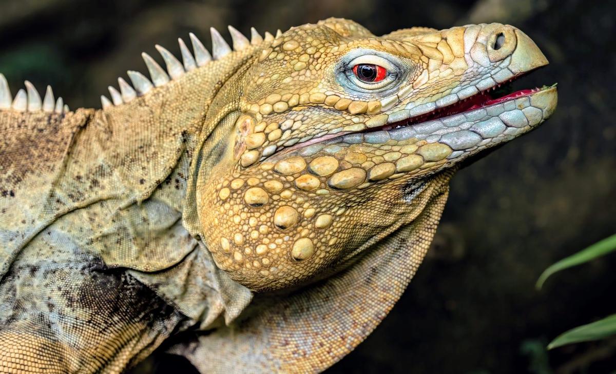 Reptile ancestors appeared 40 million years earlier than we thought