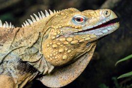 2025/05/Reptile-ancestors.jpg