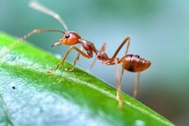 2025/05/insect-trafficking.jpg