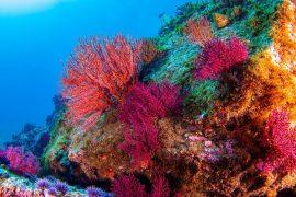 2025/05/Coral-reef-health.jpg