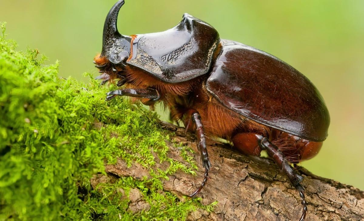 Insect trafficking is a destructive trade that's been overlooked