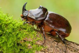 2025/05/Insect-trafficking-1.jpg