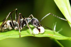 2025/05/ants_caffeine_study_effects_1m.jpg