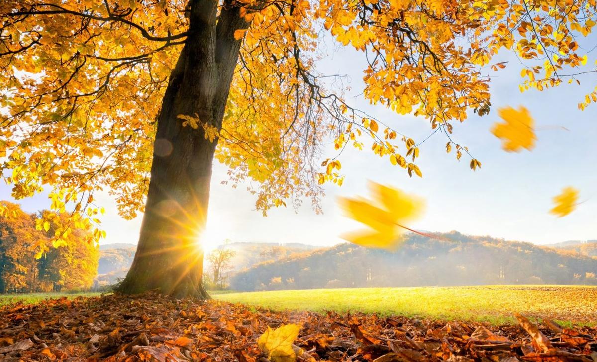 Leaf shape is a tree's secret weapon to reclaim nutrients