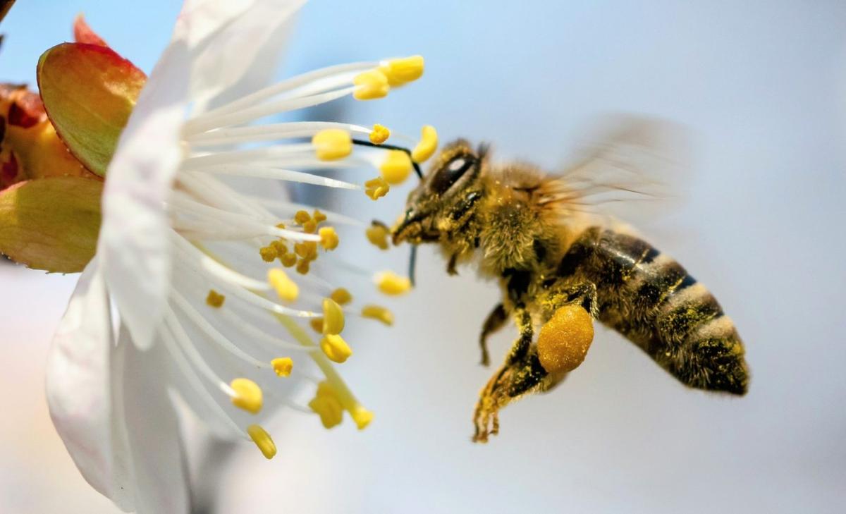 World Bee Day 2025: Protecting the pollinators that feed the world