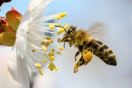 2025/05/World-bee-day2.jpg