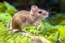 2025/05/mouse_hear-with-whiskers_whisking_1m.jpg