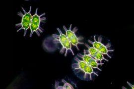 2025/05/Microorganisms-swim.jpg