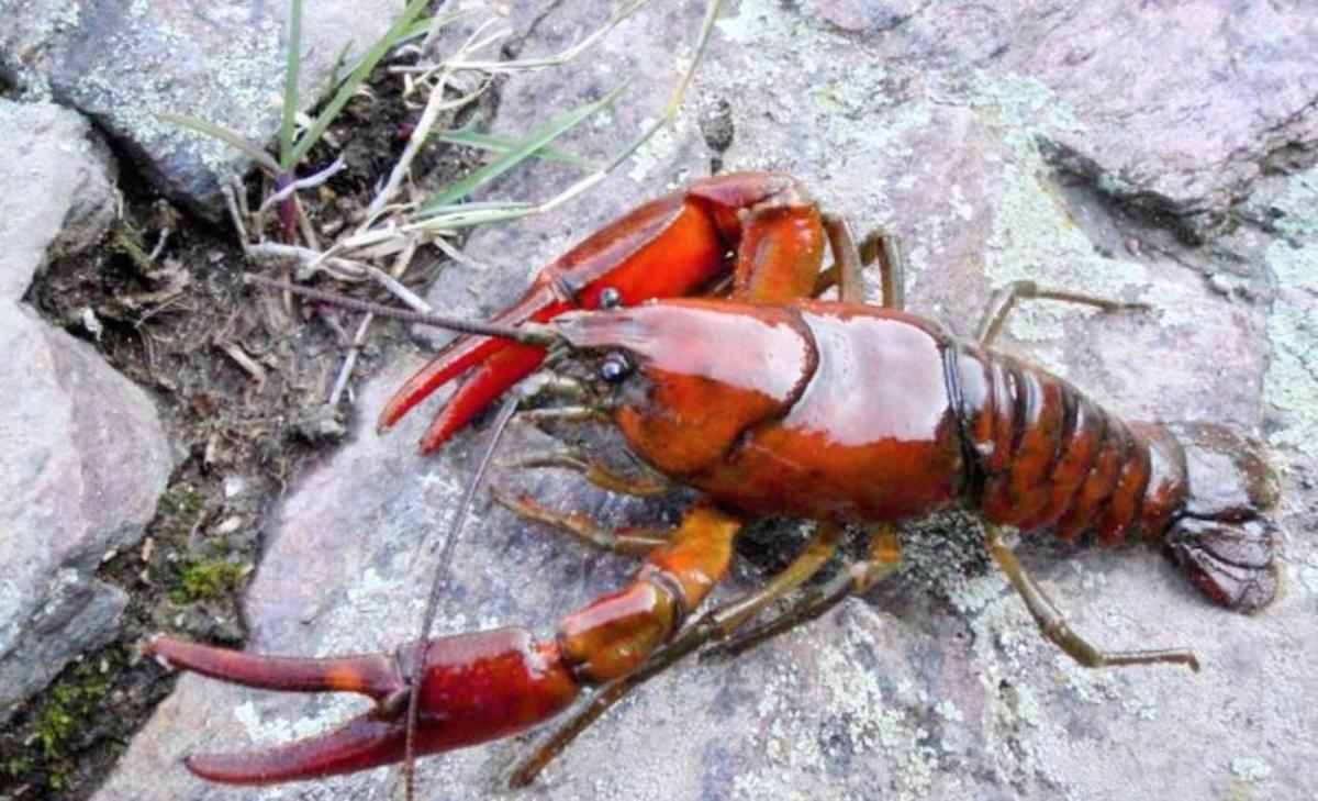 Two new crayfish species discovered, but were they found too late?
