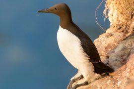 2025/05/Climate-change-animals2.jpg
