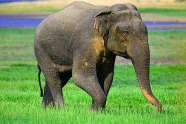 2025/05/asain-elephants.jpg