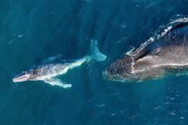 2025/05/Baby-humpback-whales2.jpg