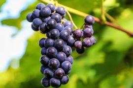 Wine-climate.jpg