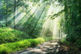 2025/05/Forest-health-benefits.jpg