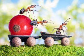 Team,Of,Ants,Delivers,Red,Currant,With,Trailer,Of,Sunflower