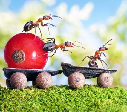 Team,Of,Ants,Delivers,Red,Currant,With,Trailer,Of,Sunflower