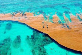 Caribbean,Sea,Covered,By,Sargasso,Algae.,Seaweed,Top,View
