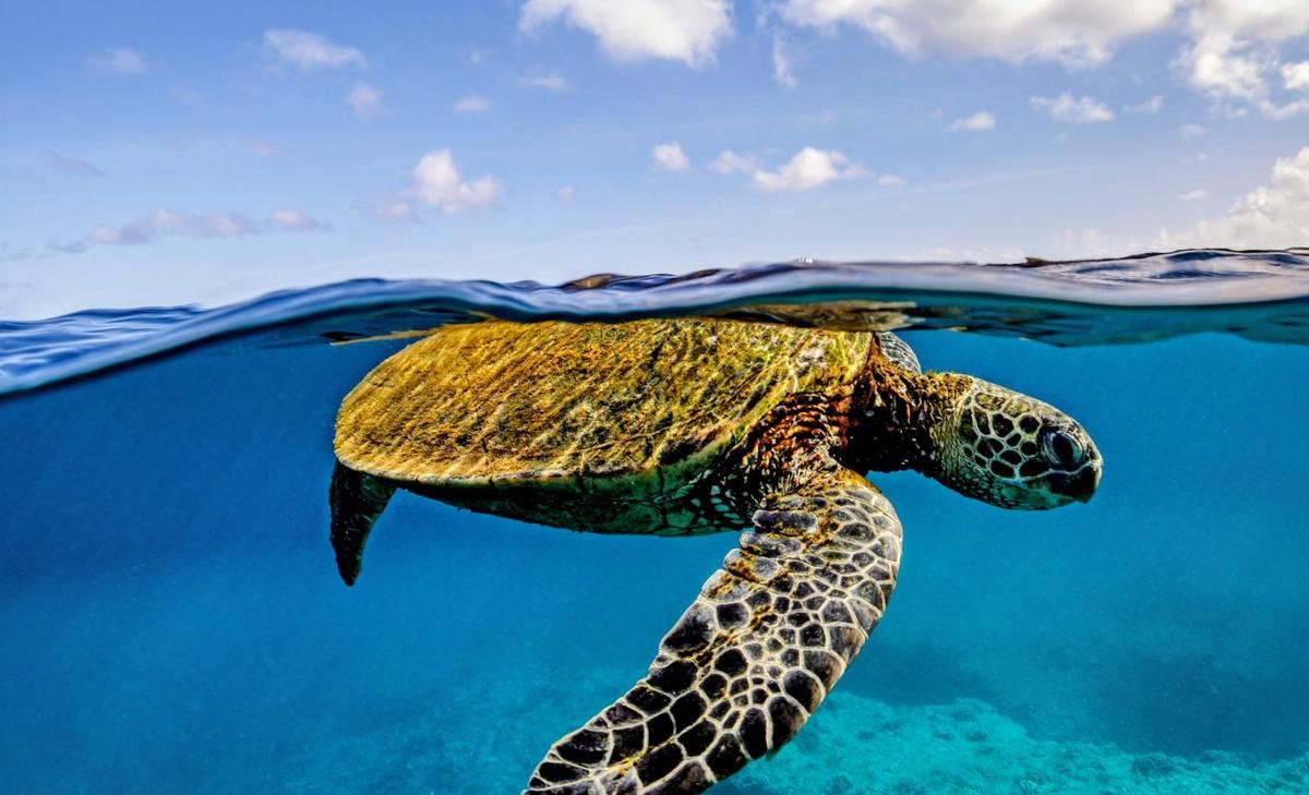 World Turtle Day 2025: Ancient creatures with modern challenges