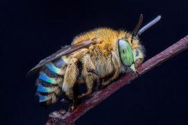 2025/05/Native-bees-.jpg