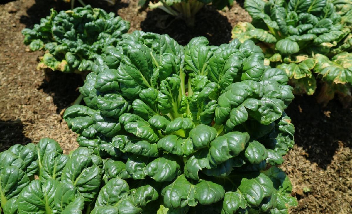 Sleep hormone can keep crops fresh and reduce food waste