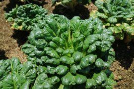 2025/05/plant-greens.jpg