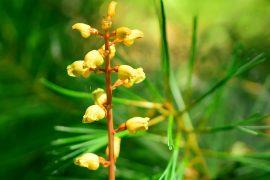 2025/05/Gastrodia-takeshimensis.jpg