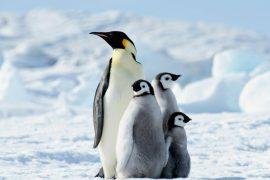 2025/05/Penguins-clouds.jpg