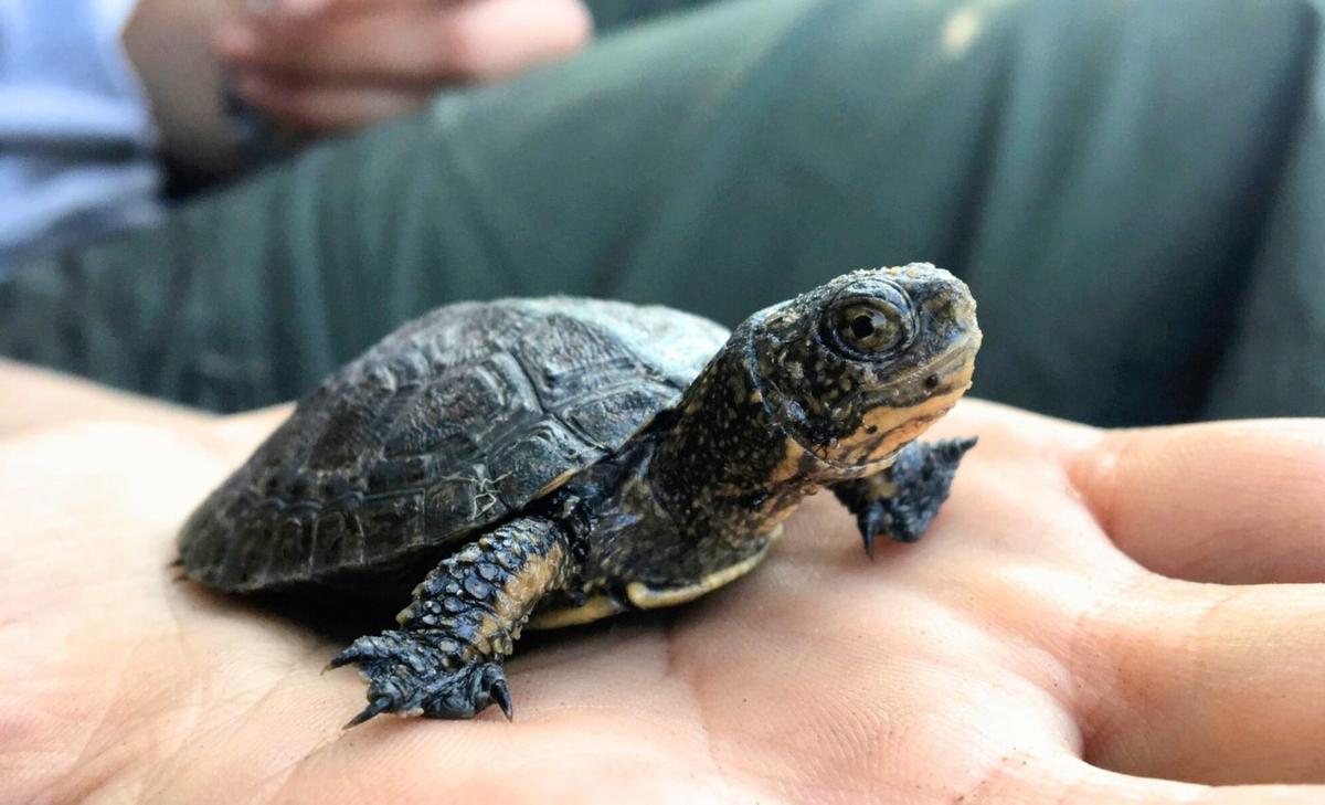 Scientists save native turtles by removing thousands of bullfrogs