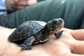 2025/05/turtle-bullfrog.jpg