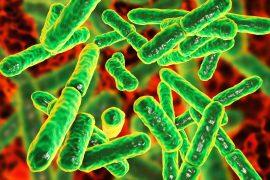 Bacteria,Bifidobacterium,,Gram-positive,Anaerobic,Rod-shaped,Bacteria,Which,Are,Part,Of