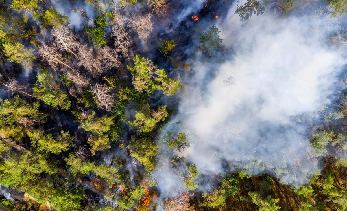 Some forests are now releasing more carbon than they store