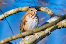 2025/05/Songbird-migration.jpg