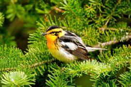 2025/05/Forest-bird.jpg