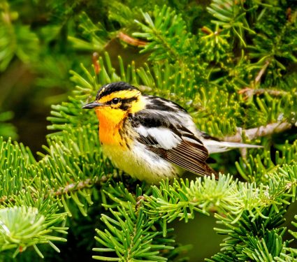 2025/05/Forest-bird.jpg