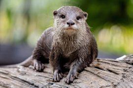 2025/05/World-Otter-Day.jpg