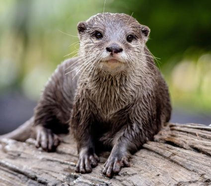 2025/05/World-Otter-Day.jpg