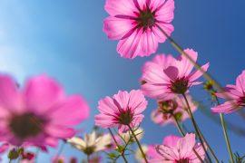 2025/05/Flowering-plants.jpg