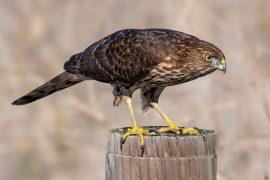 2025/05/coopers-hawk3.jpg