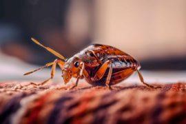 2025/05/Bed-bugs.jpg