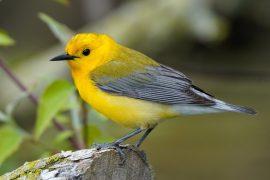 2025/05/Birds-climate-warming.jpg
