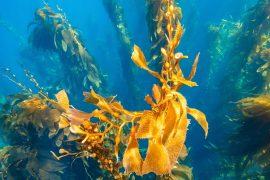 2025/05/Kelp-turf-algae.jpg