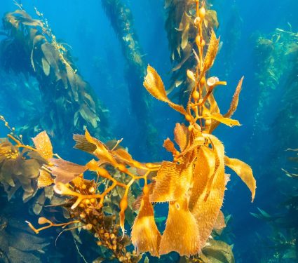 2025/05/Kelp-turf-algae.jpg