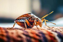 2025/05/bed-bugs_first-human-pest_1m.jpg
