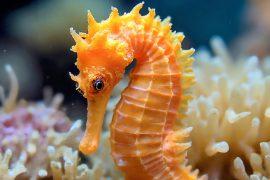 2025/05/Seahorse-snuggling.jpg
