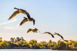 2025/05/Bird-migration-.jpg