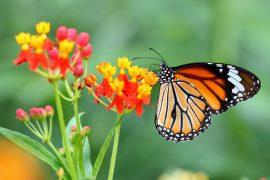 2025/05/Monarch-migration-.jpg
