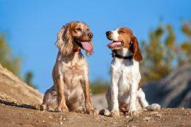 2025/05/Dog-blink3.jpg