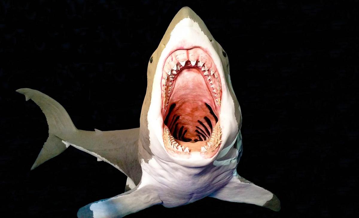 Biologists discover what Megalodons ate to reach their required 100,000 calories per day