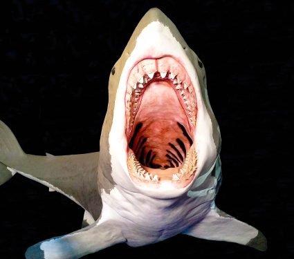 Megalodon,Shark,Attacking,In,Front.