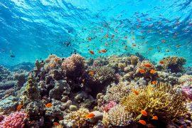 2025/06/World-Reef-Day.jpg